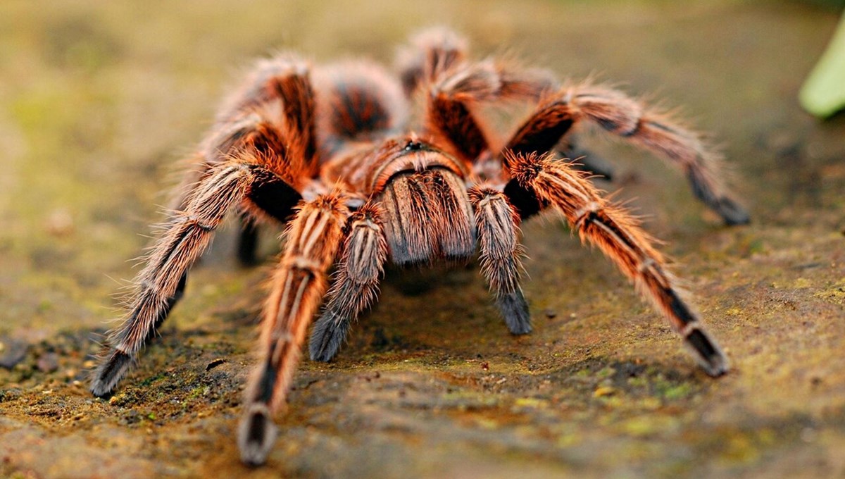 WhatsApp'tan tarantula satışı: Cezası cep yakıyor