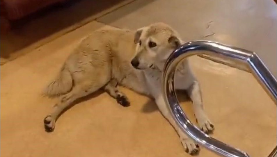Kadıköy-Beşiktaş vapurunda sokak köpeği krizi
