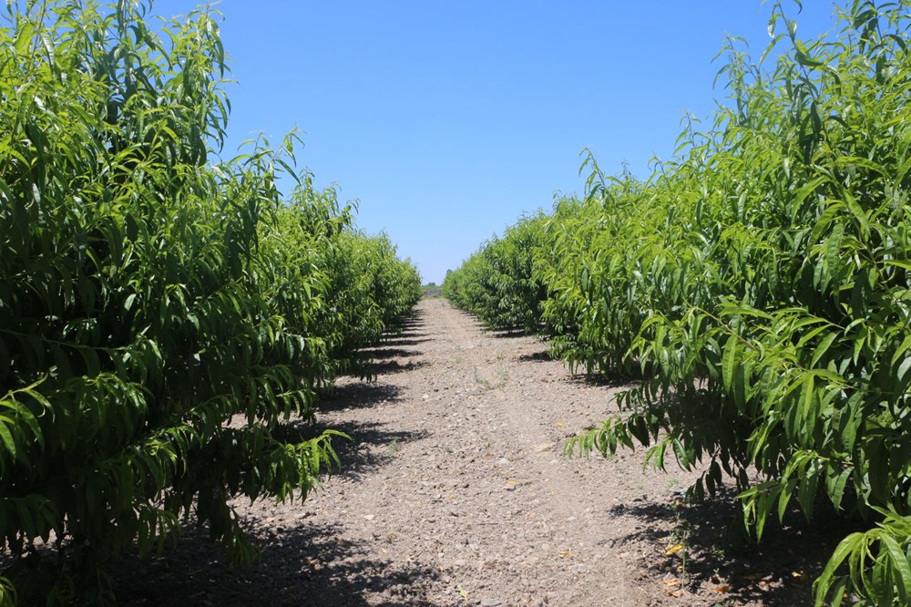 Zirai don kirazı vurdu: 20 bin tonluk rekolte sıfıra indi - 5