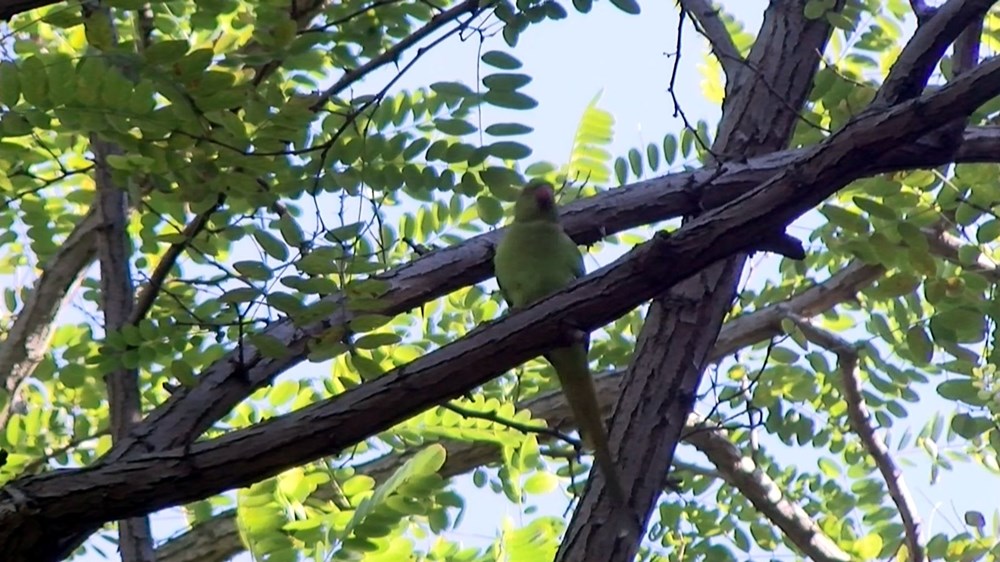 İstanbul'da yeşil papağan sayısı artıyor - 1