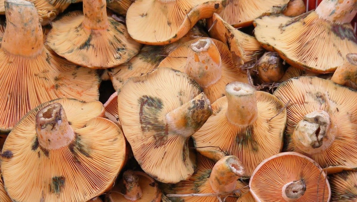 Mantardan zehirlenen kadın hayatını kaybetti