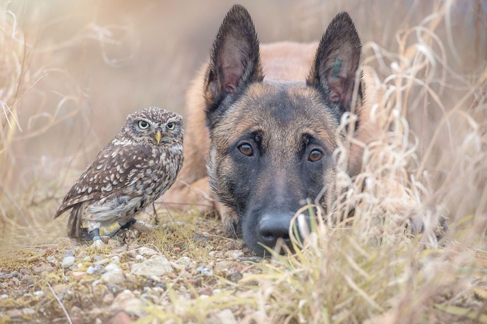 Таня animal. Овчарка Инго и Сова Польди. Необычная Дружба животных. Собака и Сова. Бельгийская овчарка и Сова.