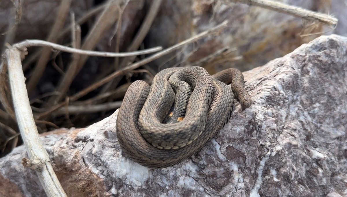 Hakkari'de yılanlar korku salıyor