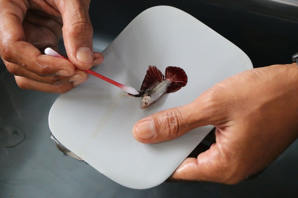 Betta balıkları yarışma için 'kuaförde' güzelleşiyor - 17