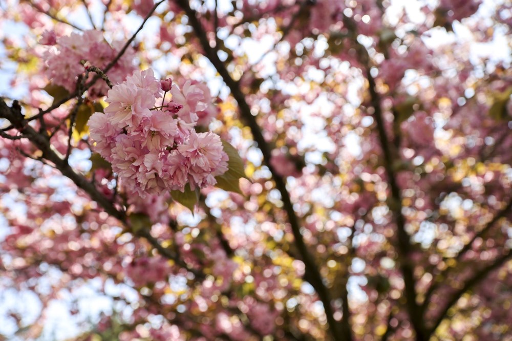 Sakura ağaçları çiçek açtı 72 uUE1Pj6uO0K7Z9zBb5y0 A