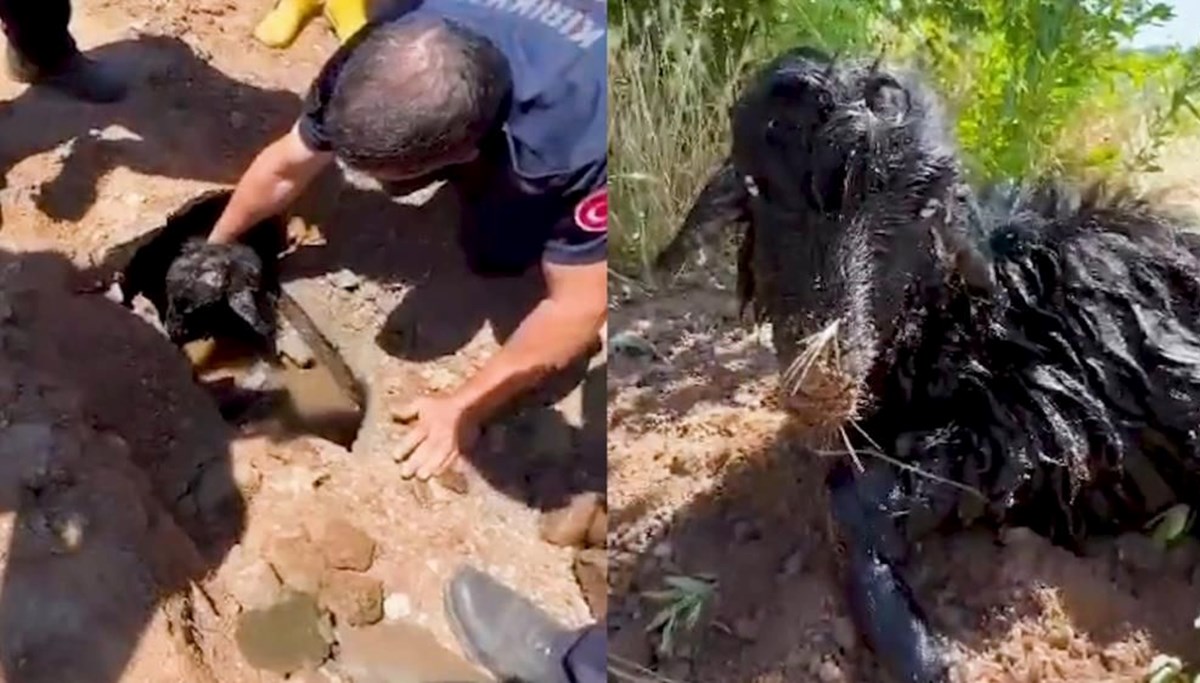Kanalizasyon borusundan oğlak çıktı Kanalizasyon borusundan oğlak çıktı