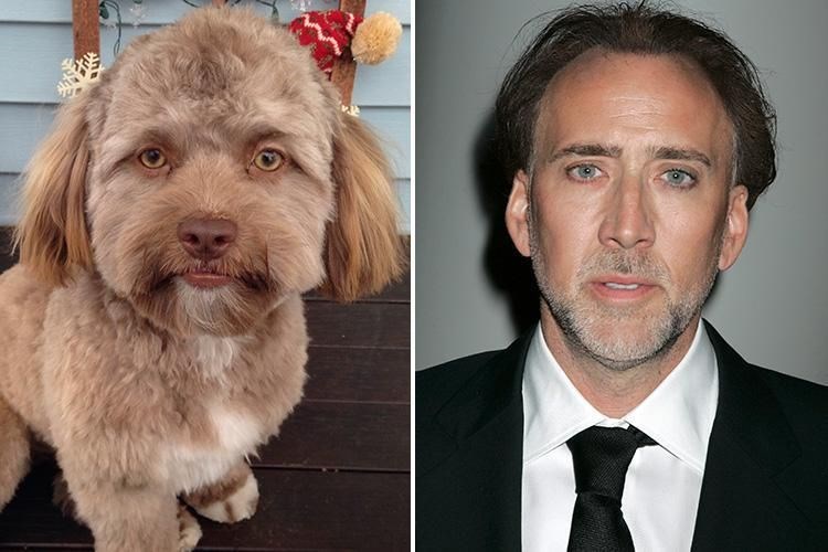 Internetin Yeni Fenomeni Insan Yuzlu Kopek Yogi Magazin Haberleri Ntv Internetin Yeni Fenomeni Insan Yuzlu Kopek Yogi Magazin Haberleri Ntv