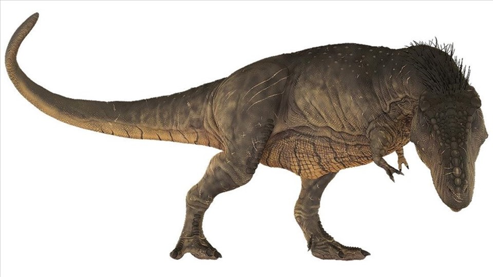 T-Rex'in sanılandan oldukça yavaş yürüdüğü belirlendi - 1