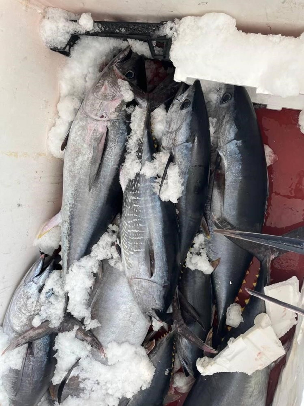 Çanakkale'de avlanması yasak olan 11 orkinos ele geçirildi