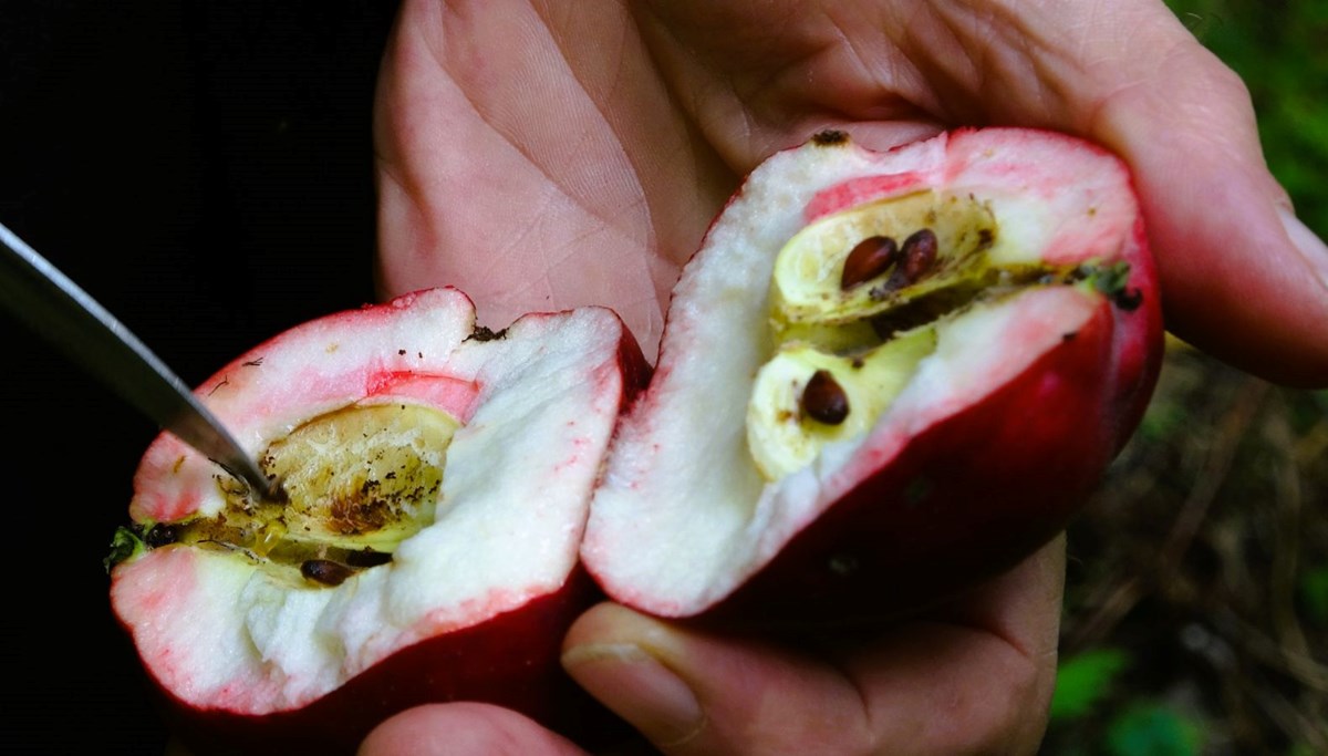 Öksürük, bronşit ve karaciğere iyi geldiği söyleniyor: Şifa kaynağında hasat dönemi