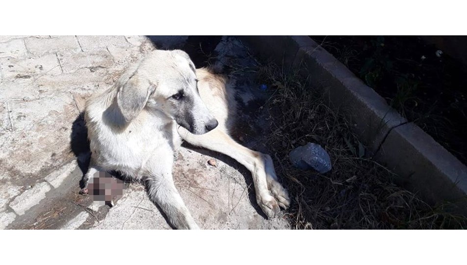 Gaziantep�te kuyruğu ve ayağı kesilmiş sokak köpeği bulundu NTV