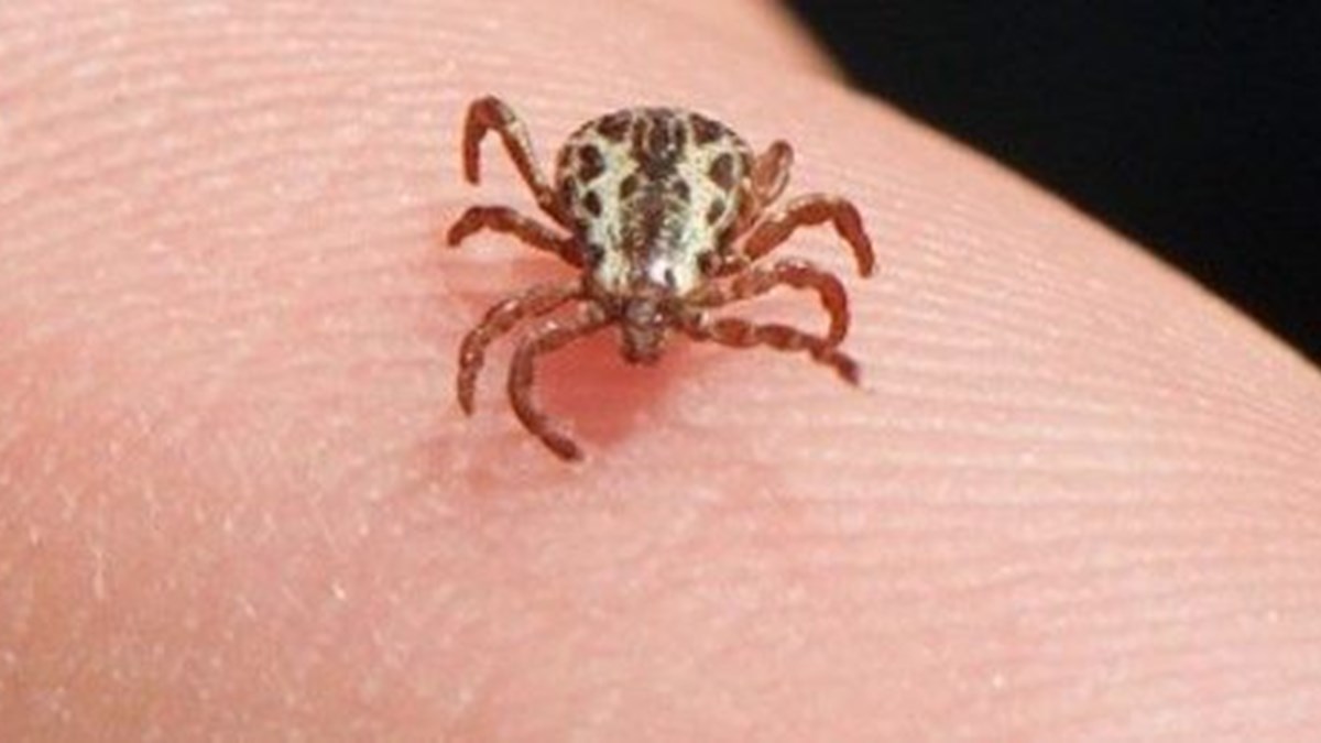 keneler ortaya cikti kkka icin riskli