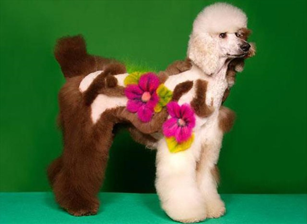 Panda kılıklı köpek! Magazin Haberleri NTV
