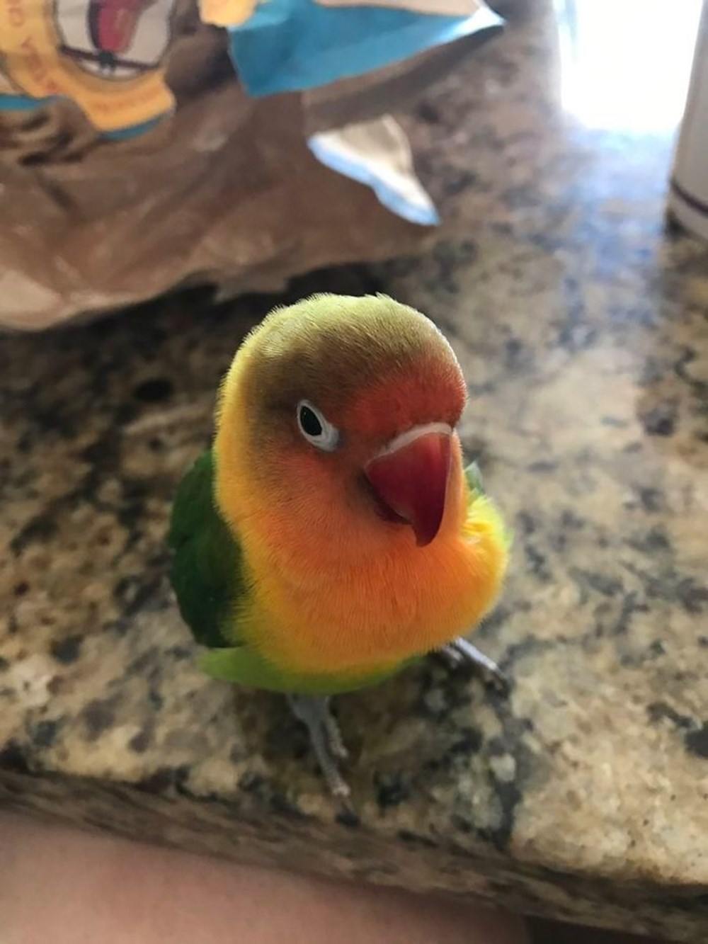 какапо птенцы. эклектус попугай. птица какапо новая зеландия. попугай киви. птенцы неразлучников.