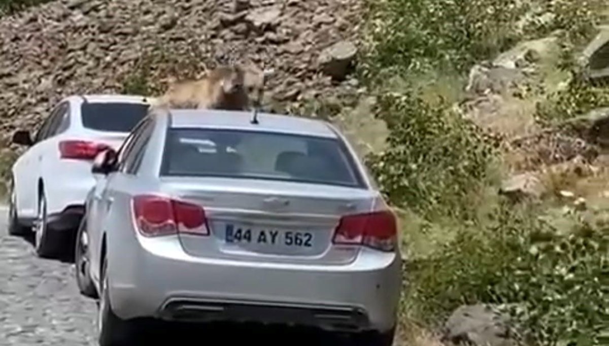 Nemrut'ta ayılar yol kesip arabaların üstüne çıktı Nemrut'ta ayılar yol kesip arabaların üstüne çıktı