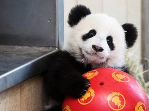 arastirma sonucu otcullar etcillerden