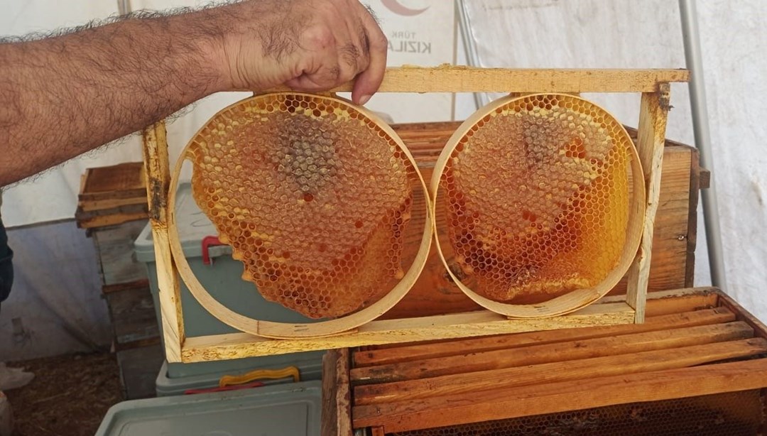 Adıyaman'da bal sağımı başladı! Polen, propolis, arı sütü üretimi yapılıyor