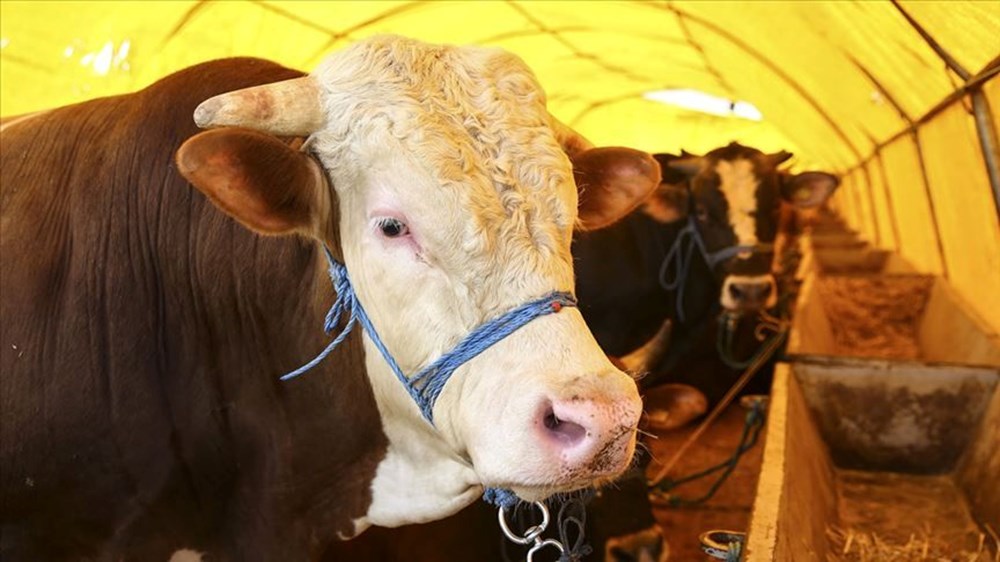 Akika kurban nedir? Akika kurban ne vakit kesilir? 74 u oSB62Qp0 tSKLo4uCOdw