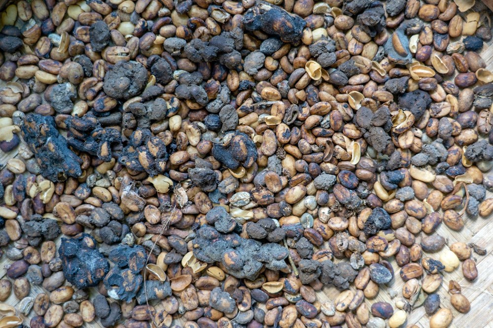 Kedi dışkısından üretilen dünyanın en pahalı kahvesi Kopi Luwak (Kilosu