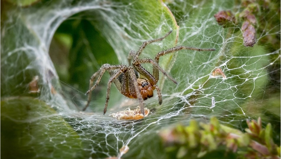Hayvanat bahçesinden ölümcül çağrı: "Zehirli örümcekleri yakalayıp getirin"