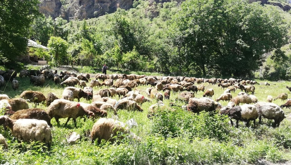 Hakkari'de tır devrildi, onlarca koyun telef oldu