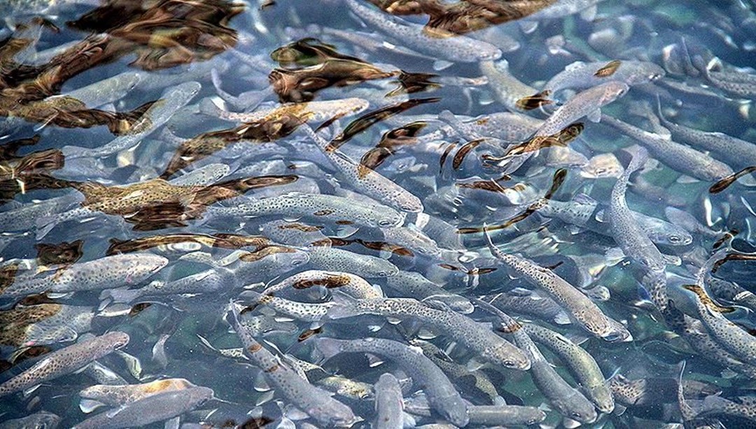 Alabalık sektörü toparlanma sürecinde