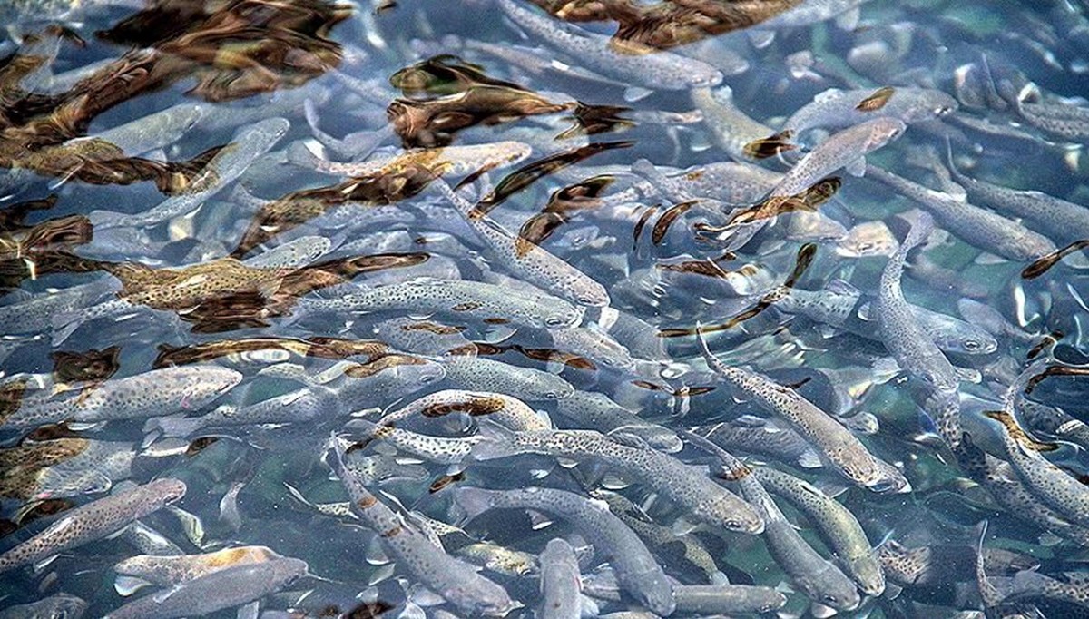 Alabalık sektörü toparlanma sürecinde