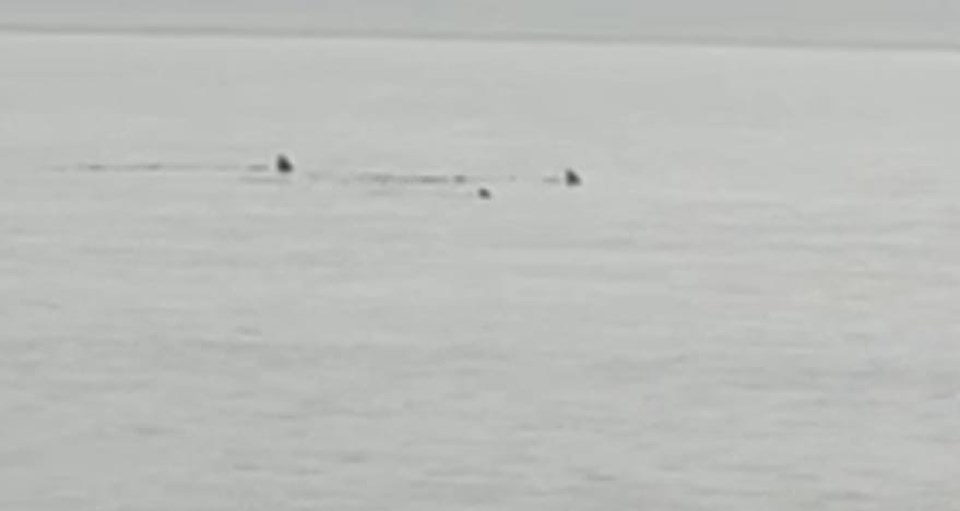 Hatay'da sahile yaklaşan köpek balıkları görüntülendi - 1