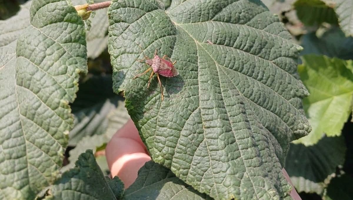 Kahverengi kokarca mücadelesi sürüyor