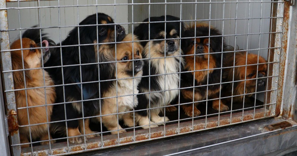 Ankara�da �medyum�un evine baskın 20 köpek ve 16 kediye el konuldu NTV