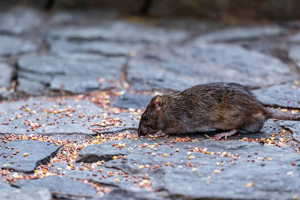 New York'u fareler bastı: Sıçan Şefi'ne 170 bin dolar maaş - 5