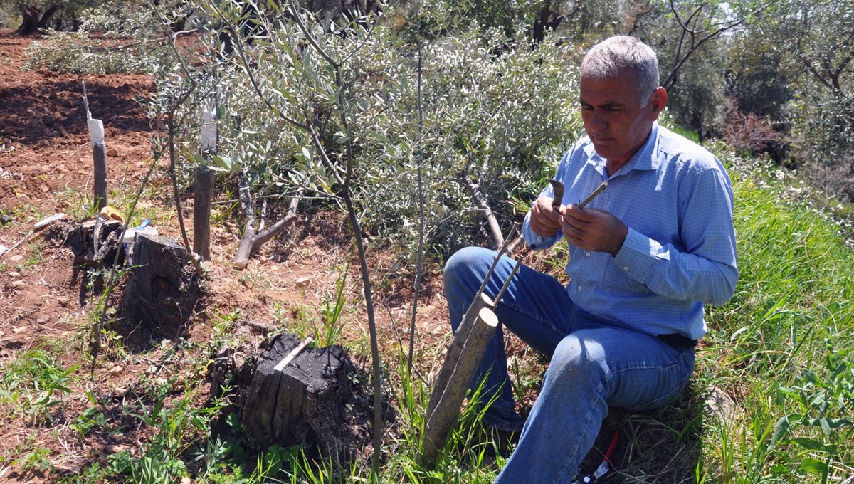 Derik'teki 10 bin zeytin ağacını tek başına aşılayacak