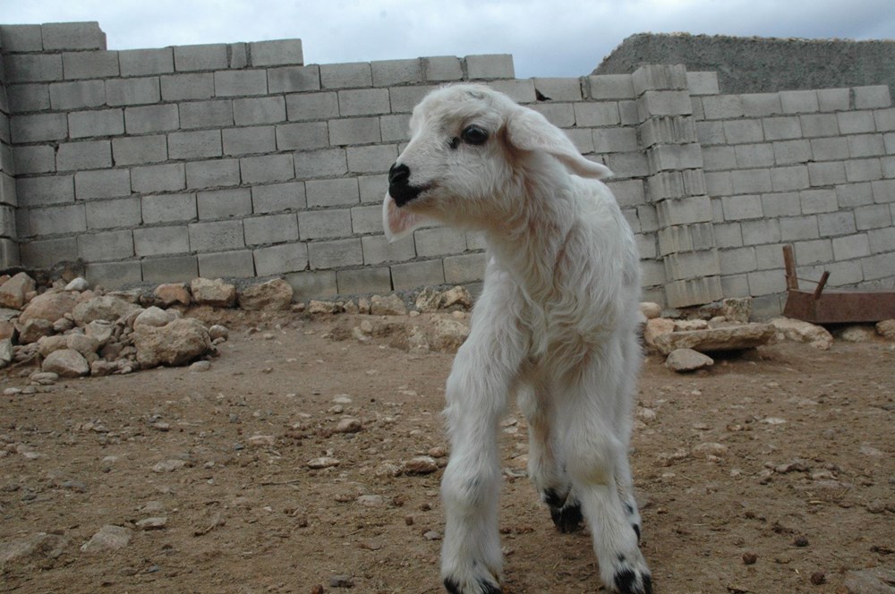 Diyarbakır'da 6 ayaklı doğan kuzu görenleri şaşırtıyor - 4
