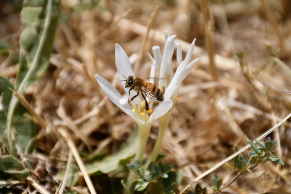 Havalar so�udu, y�l�n son �i�ekleri a�t�