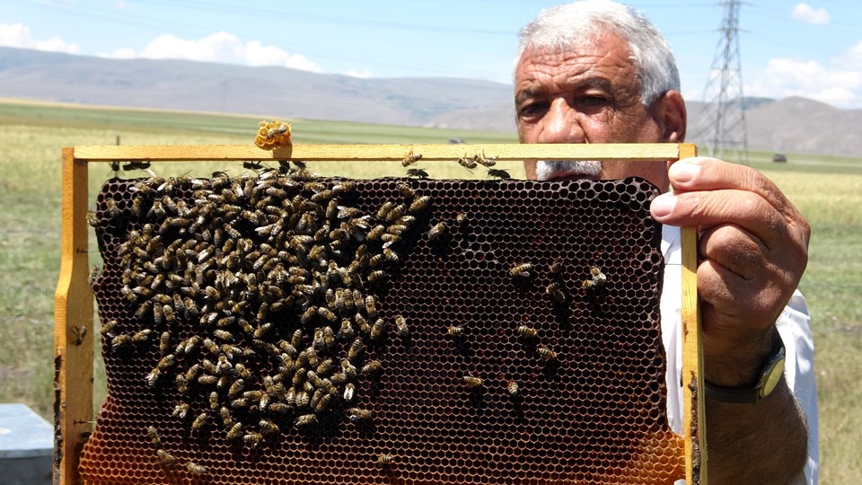 Kuraklık nedeniyle arıların geleceği tehlike altında - 1