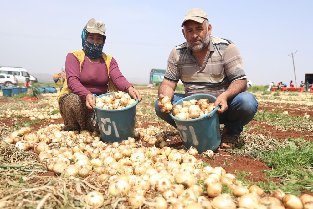 Hatay'da soğan hasadı başladı, rekolte çiftçinin yüzünü güldürdü: Tarlada kilosu 15-20 TL 76 uklNQuvawU 3 Ret orLNA