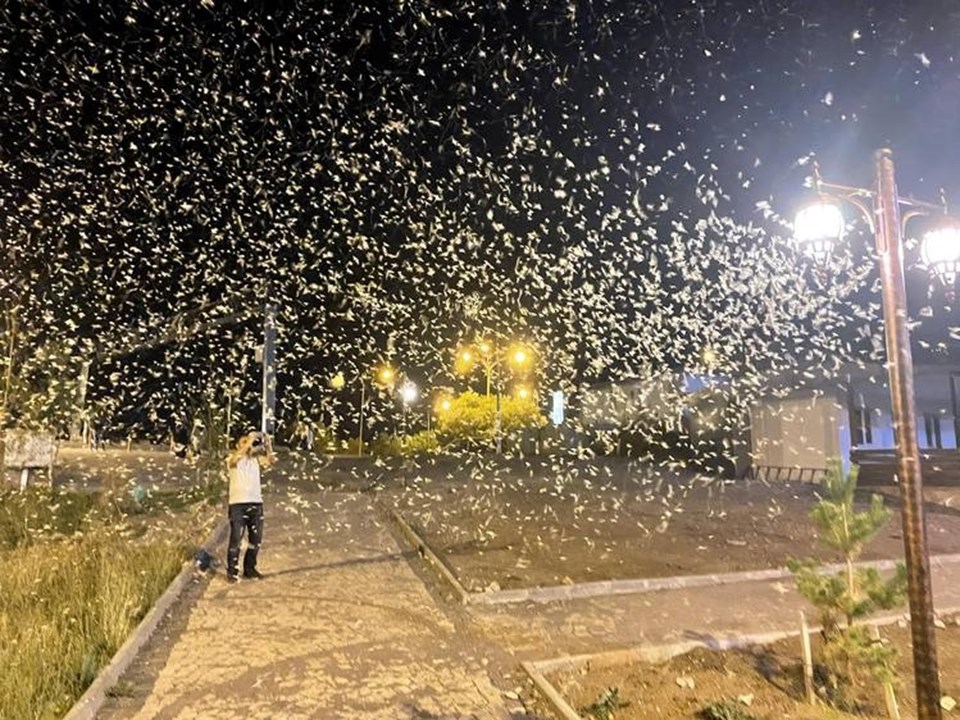 Ardahan'da vatandaşlar mayıs sineklerinin 'ölüm uçuşunu' izledi - 1