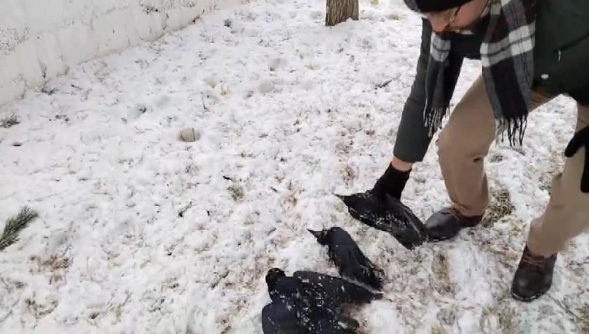 Kargalar soğuktan dondu! Termometreler eksi 20 dereceyi gösterdi Kargalar soğuktan dondu! Termometreler eksi 20 dereceyi gösterdi