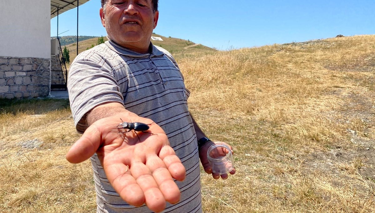 Bu böceği öldürmenin cezası 557 bin TL: Sivas'ta görüldü