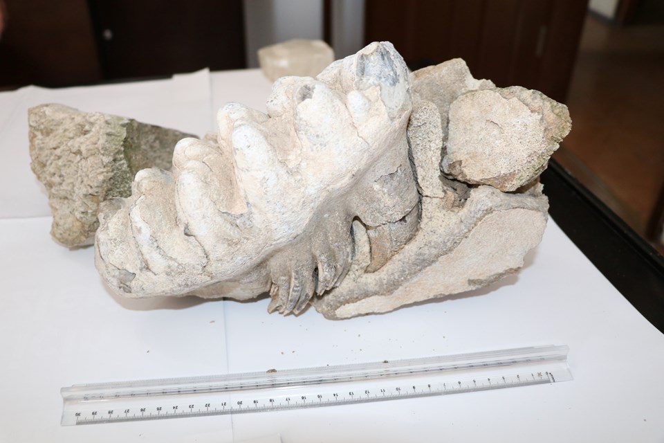 Yozgat'ta 8 milyon yıllık fosil bulundu - 1