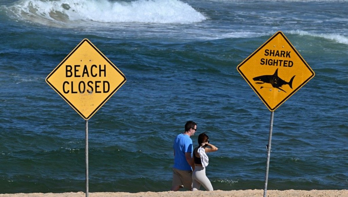 Dev köpek balığı sörfçüye saldırdı