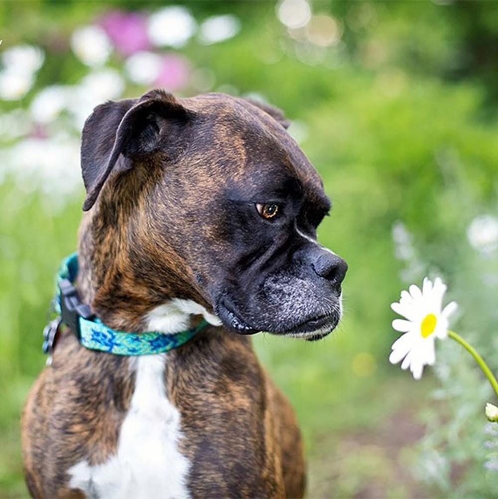 Dünyanın en fotojenik köpekleri NTV