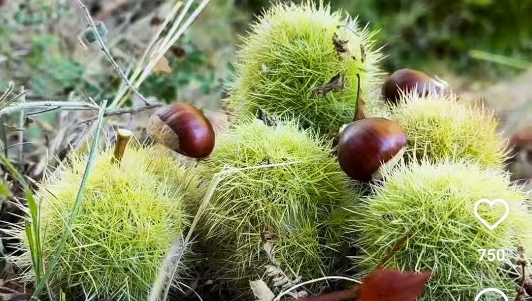 Halk arasında ona 