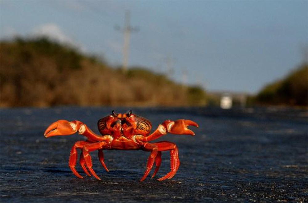 Как заспавнить краба. Камчатский краб волосатик. Gecarcinus quadratus. Как заспавнить краба. Как заспавнить краба.
