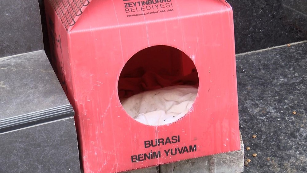 İstanbul'da pitbull dehşeti: Yavrularını emziren kediyi öldürdü - 6