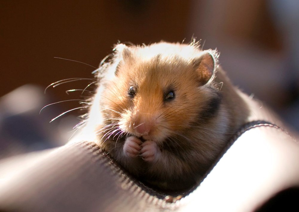 Hong Kong’da hamsterları kurtarma operasyonu: Covid-19 bulaştırabilecekleri gerekçesiyle 2 bini aşkın hayvan öldürülecek - 10