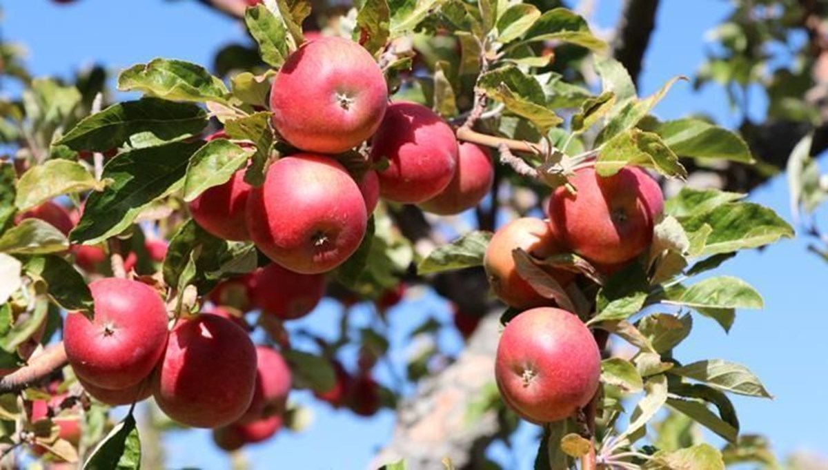 Yüksek sıcaklıklar elmada verimi ve kaliteyi düşürdü Yüksek sıcaklıklar elmada verimi ve kaliteyi düşürdü