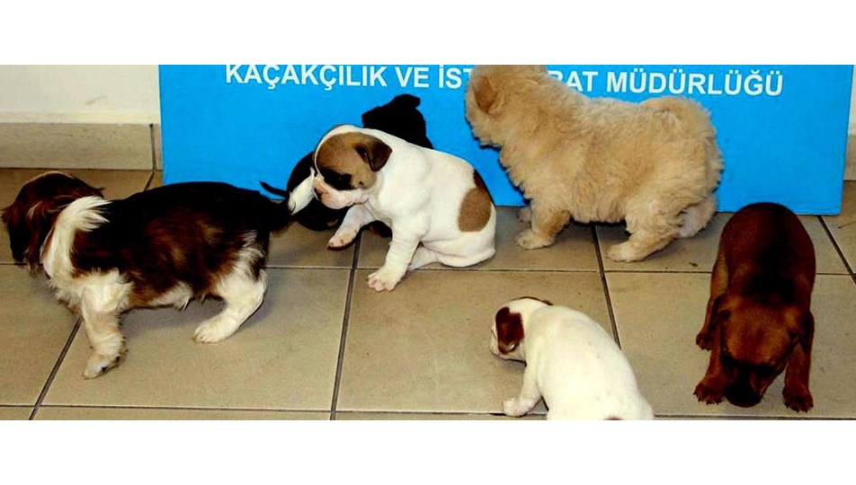 Sınırda aranan otomobilin bagajından 20 cins yavru köpek çıktı NTV