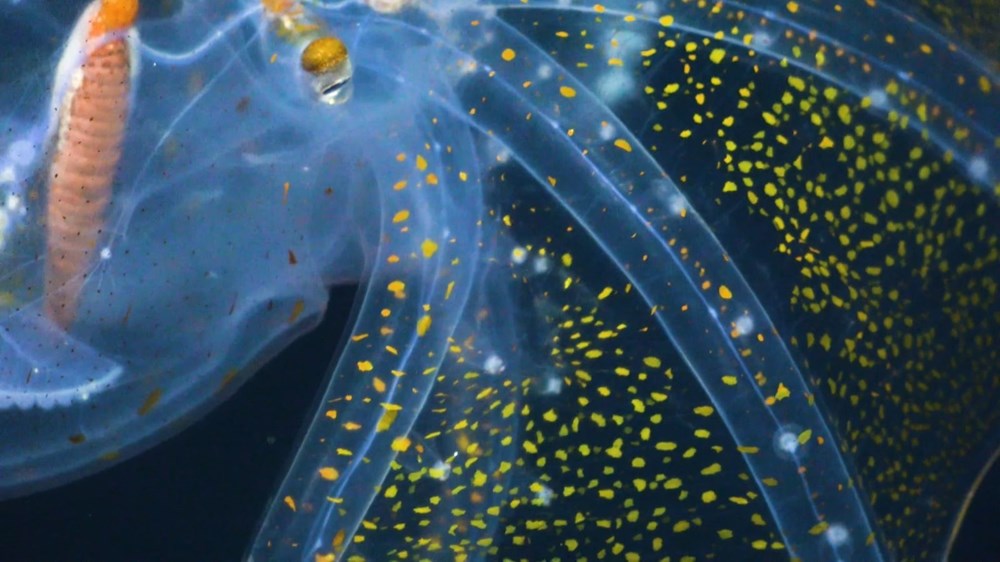 rare in the ocean "Glass Octopus" viewed - 3