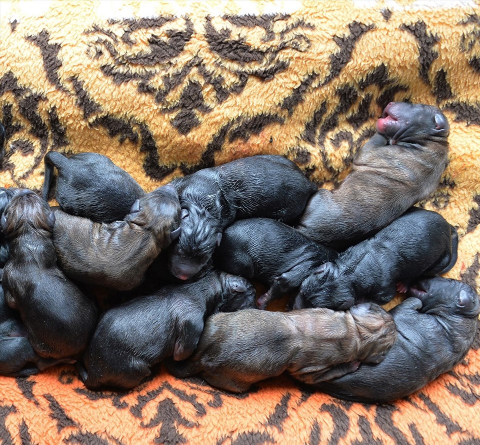 Mersin'de bir köpek sezaryenla 16 yavru doğurdu - 1